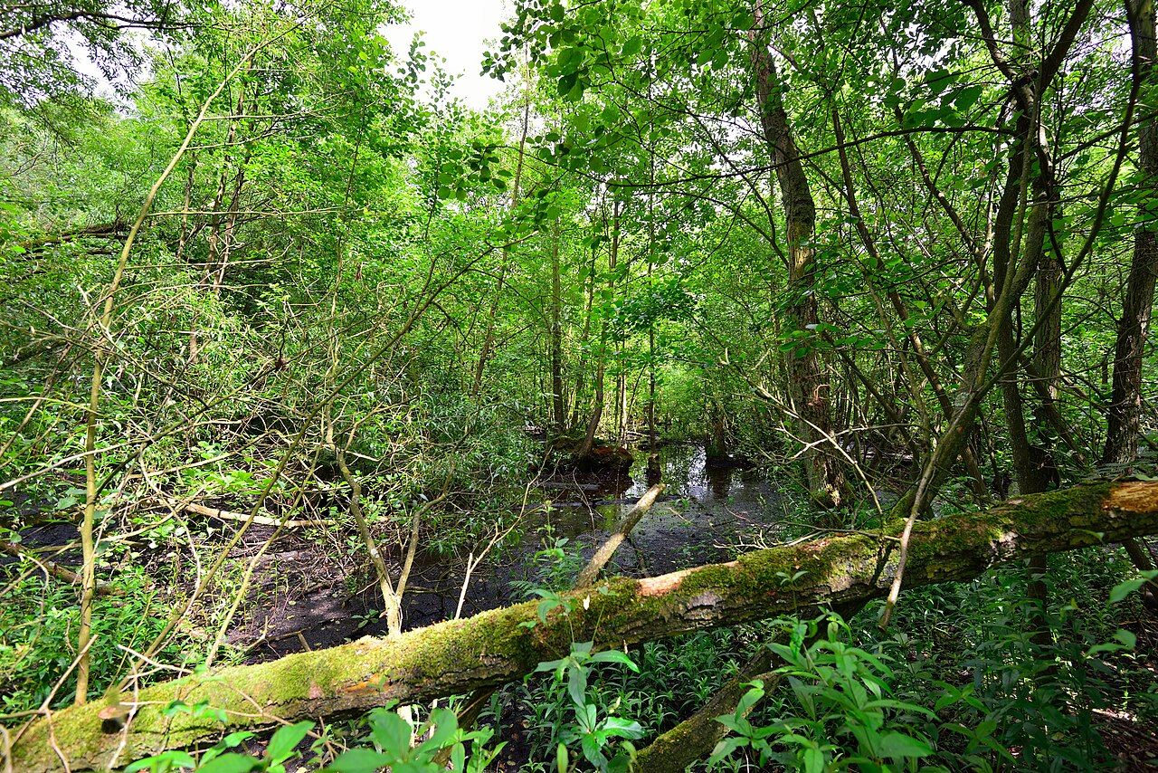 Alsterpark – Bild 3