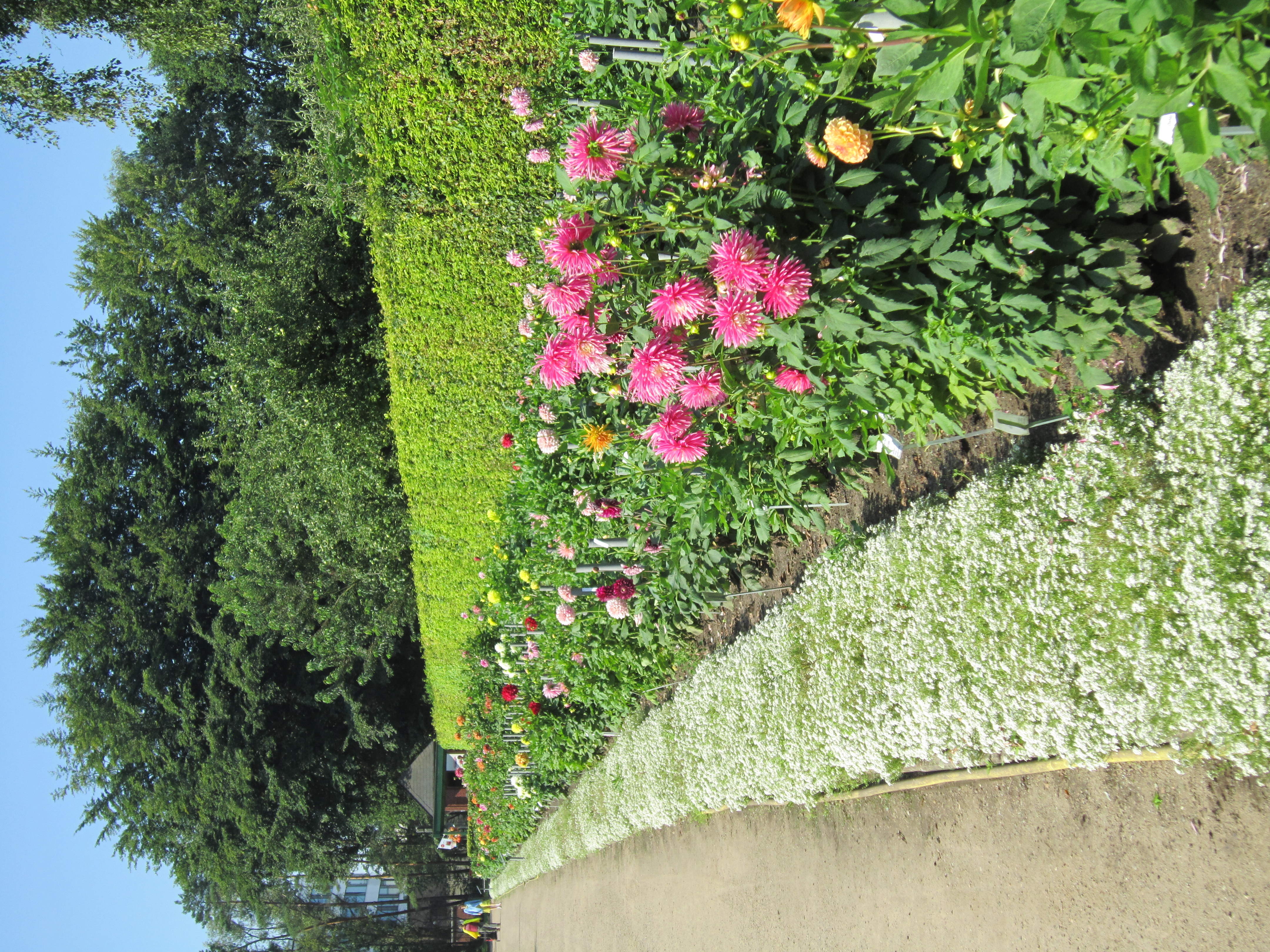 Dahliengarten Hamburg – Bild 2