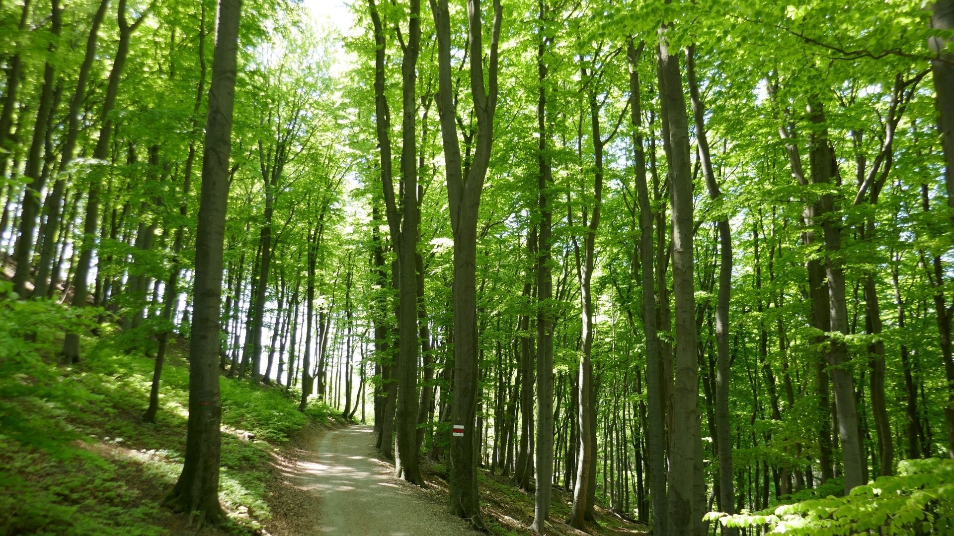 Kahlenberg – Bild 3